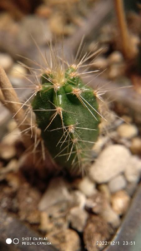 Pilosocereus azureus.jpeg